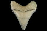Serrated, Fossil Megalodon Tooth - Aurora, North Carolina #179795-1